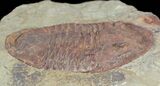 Ordovician Asaphellus Trilobite - Morocco #55150-2